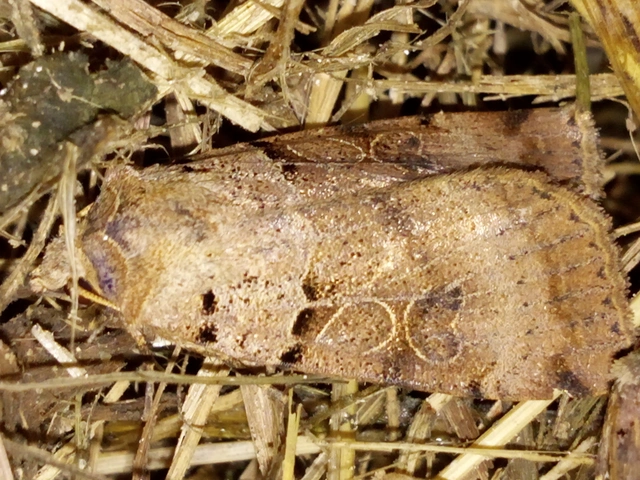 Eugnorisma depuncta - őszi fűbagoly