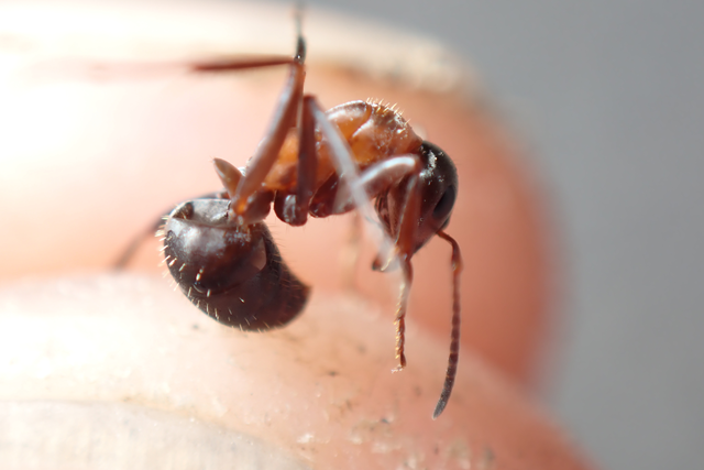 Formica rufibarbis - vörös rabszolgahangya