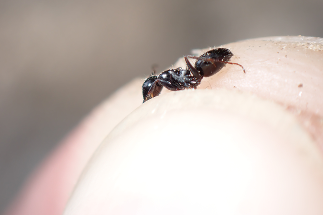 Camponotus piceus - szurkos lóhangya