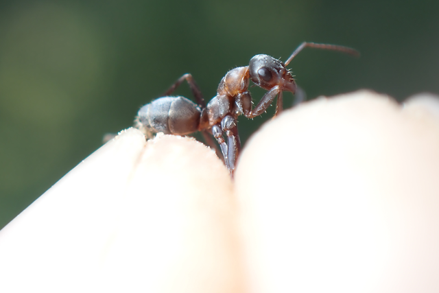 Formica rufibarbis - vörös rabszolgahangya