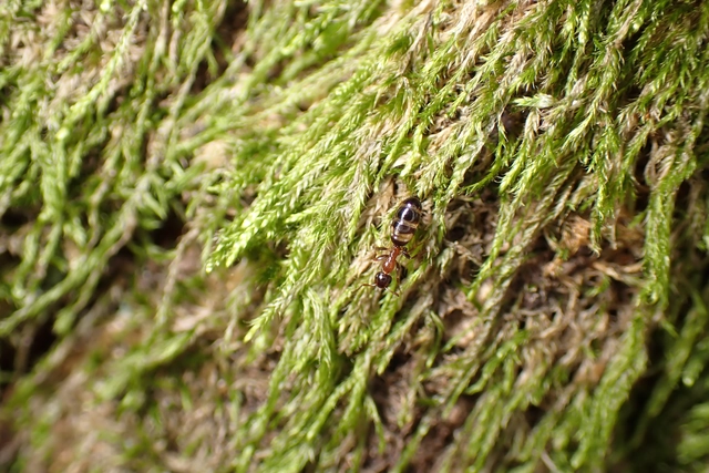 Colobopsis truncata - kapushangya