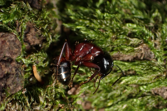 Camponotus ligniperda - faodvasító lóhangya
