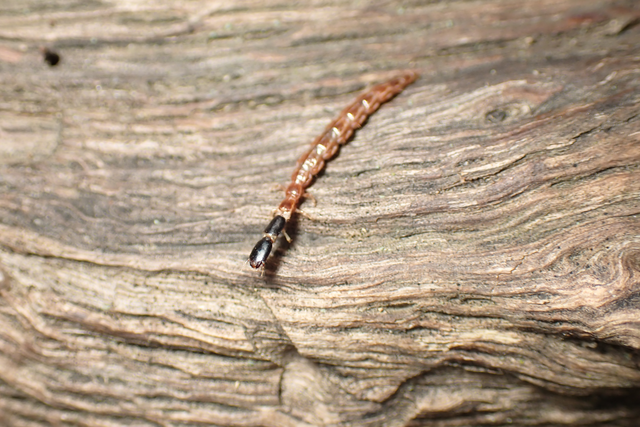 Raphidioptera - Tevenyakú-fátyolkák