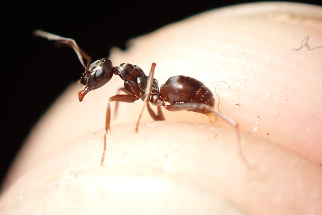 Formica fusca - kormos rabszolgahangya