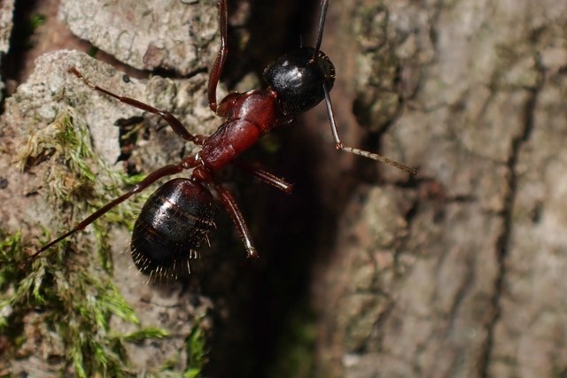 Camponotus ligniperda - faodvasító lóhangya