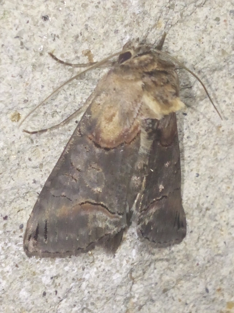 Abrostola triplasia - közönséges csalánbagoly