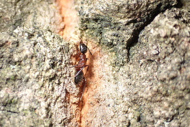 Camponotus ligniperda - faodvasító lóhangya