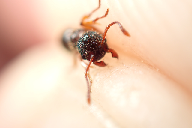 Myrmica schencki - kétszínű bütyköshangya