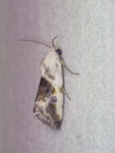 Ponometia candefacta - parlagfűbagoly