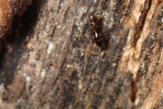 Colobopsis truncata - kapushangya