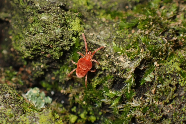 Allothrombium