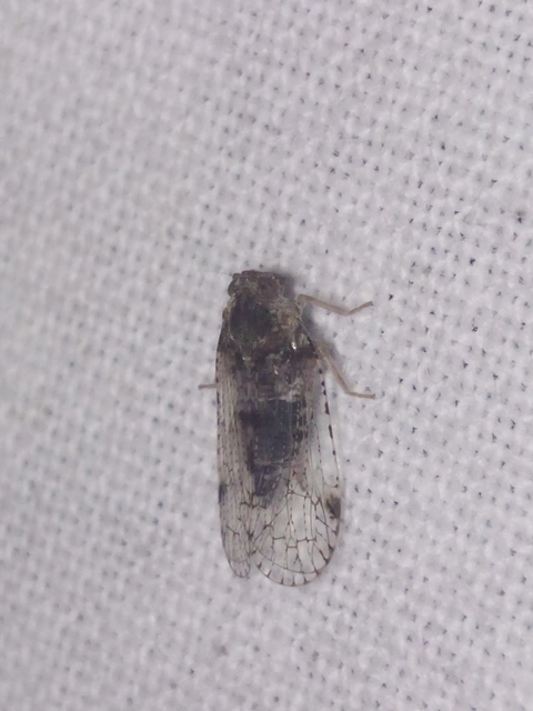 Cixius