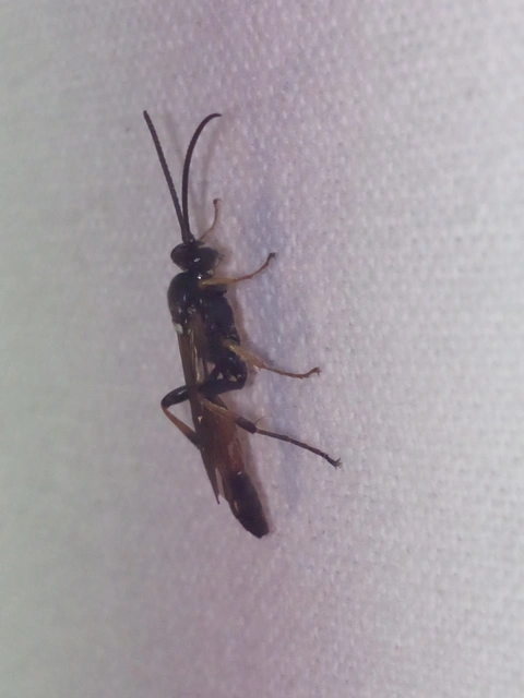 Ichneumonidae - valódi fürkészdarazsak