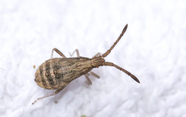 Coriomeris