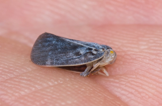 Metcalfa pruinosa - amerikai lepkekabóca