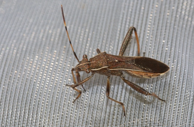 Camptopus lateralis - görbelábú karimáspoloska