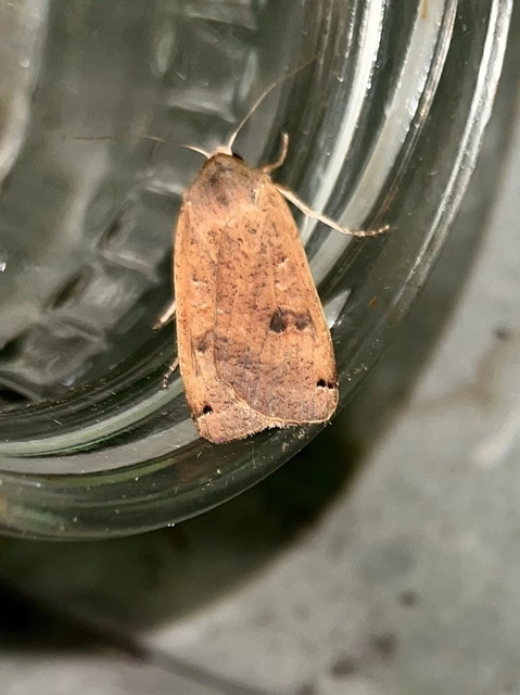 Noctua pronuba - nagy sárgafűbagoly