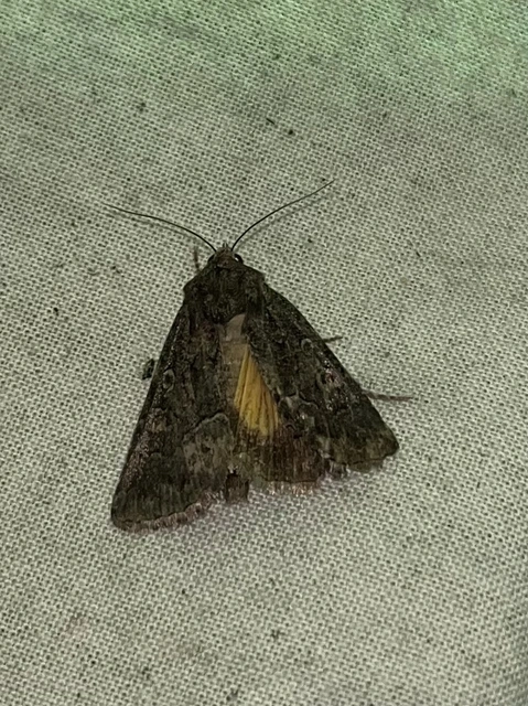 Thalpophila matura - fakó erdeibagoly