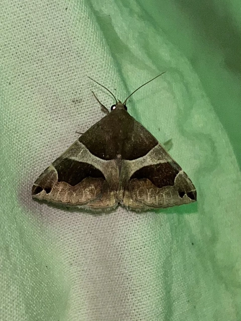 Dysgonia algira - déli porcelánbagoly