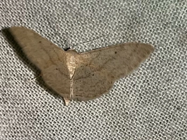Idaea deversaria - egyszínű sávosaraszoló