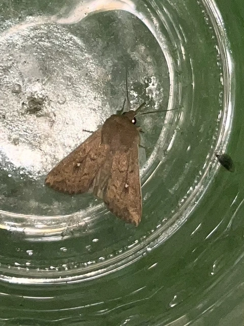 Mythimna albipuncta - fehérpettyes rétibagoly