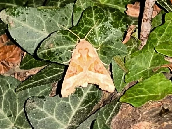 Phlogophora meticulosa - vándorló csipkésbagoly