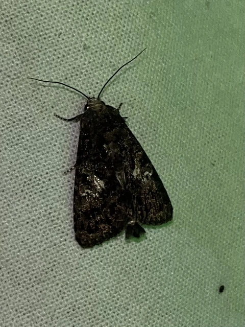 Anophia leucomelas - déli folyófűbagoly