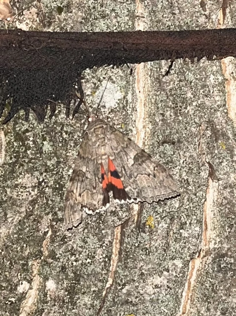 Catocala nupta - piros övesbagoly