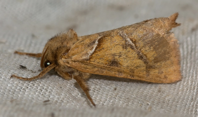 Triodia sylvina - kis gyökérrágólepke