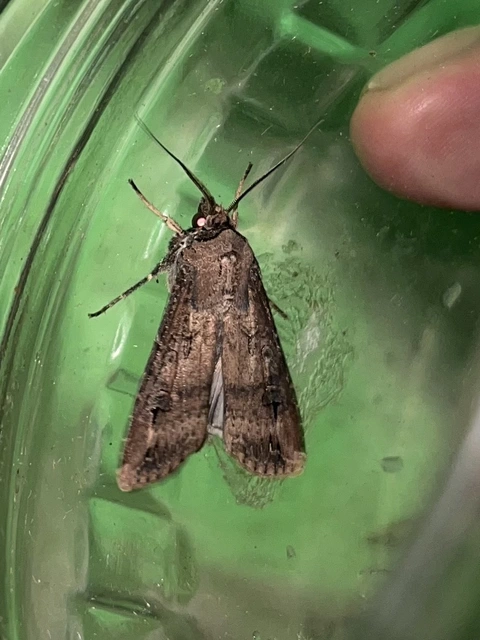 Agrotis segetum - vetési földibagoly