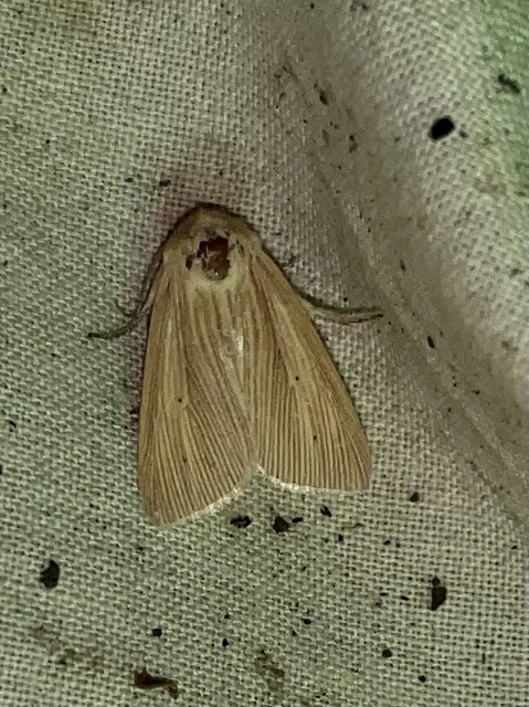 Mythimna pallens/impura/straminea
