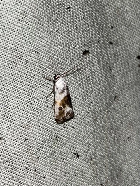 Ponometia candefacta - parlagfűbagoly