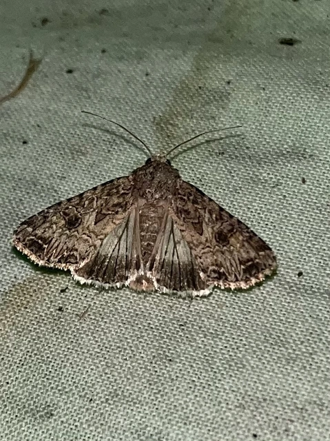Hadula trifolii - lóherebagoly