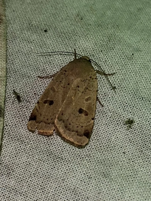 Noctua comes - kis sárgafűbagoly