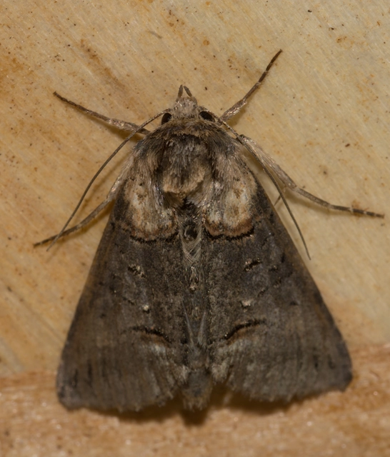Abrostola triplasia - közönséges csalánbagoly