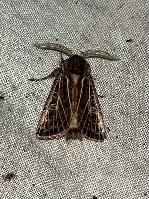 Tholera decimalis - közönséges fésűsbagoly