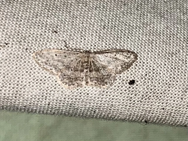 Idaea seriata - szürke apróaraszoló
