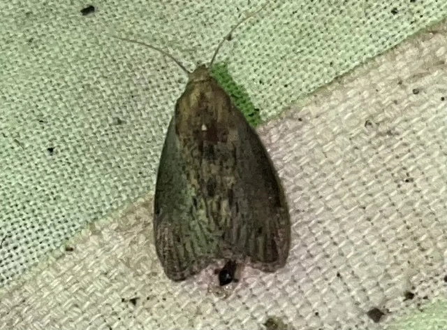 Galleria mellonella - nagy viaszmoly