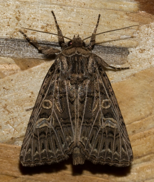 Tholera decimalis - közönséges fésűsbagoly