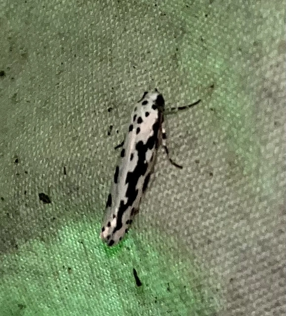 Ethmia candidella - őszi feketemoly