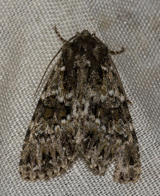 Polymixis polymita - kankalin-tarkabagoly