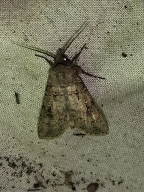 Agrotis segetum - vetési földibagoly