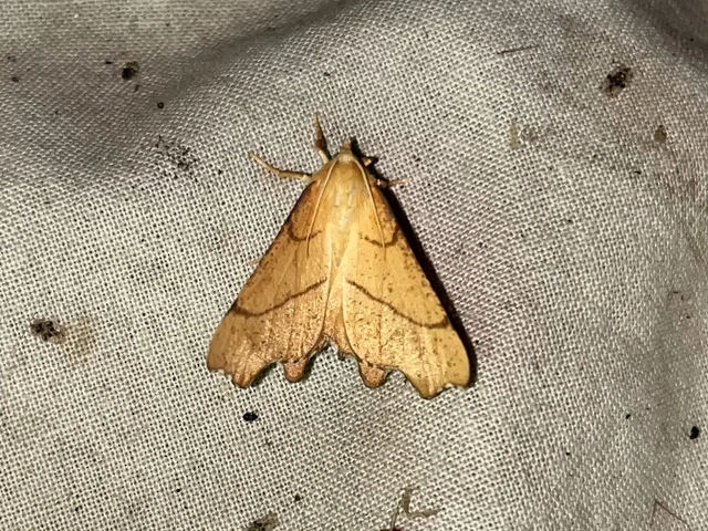 Ennomos erosaria - hársfa-levélaraszoló