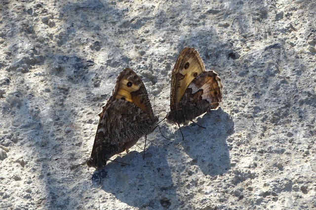 Hipparchia semele - barna szemeslepke