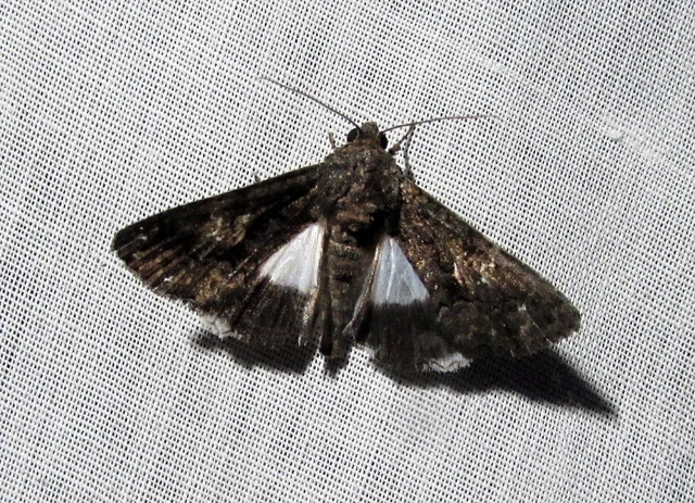 Anophia leucomelas - déli folyófűbagoly