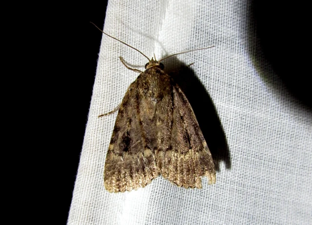 Amphipyra berbera/pyramidea