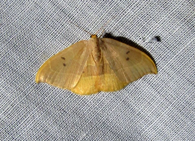 Watsonalla binaria - tölgyfa-sarlósszövő