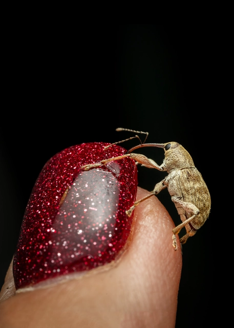 Curculio