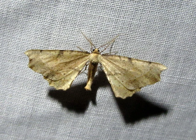 Artiora evonymaria - kecskerágó-araszoló
