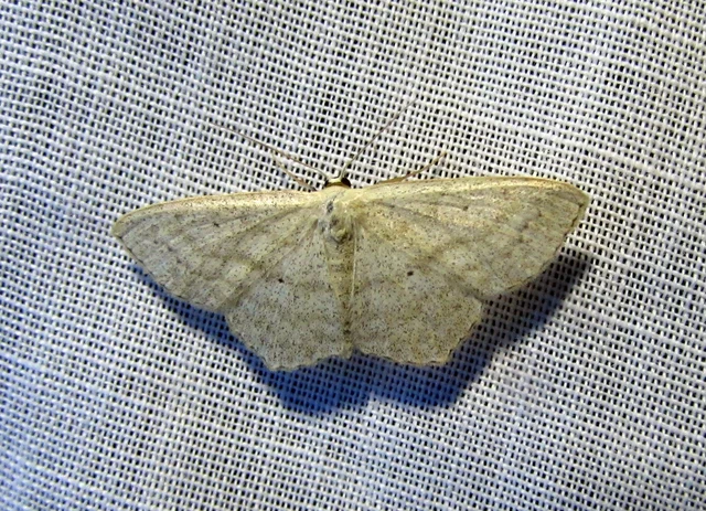 Scopula nigropunctata - feketepettyes araszoló